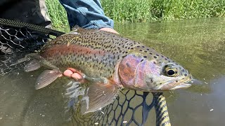LOWER DESCHUTES DRY FLY SEASON