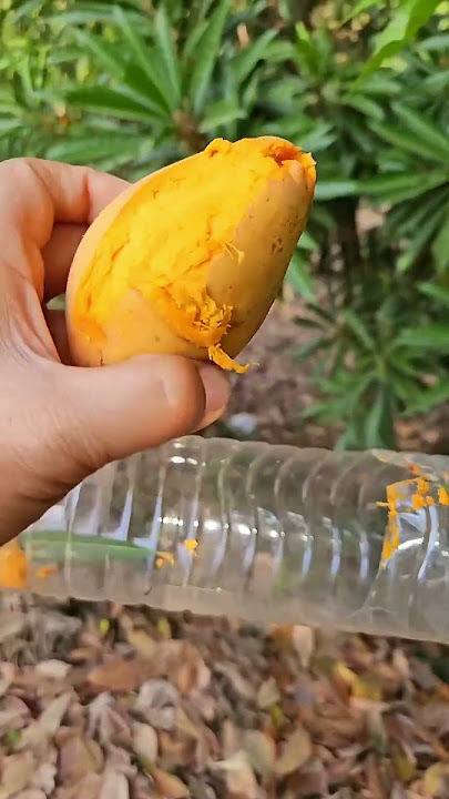 Harvesting lucuma fruit 🍑#viralvideo #fruit #harvesting #satisfying #nature #nutrilife