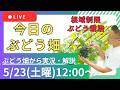 【根域制限ぶどう栽培】2026年5月23日(土曜)12時~【どなたでも参加OK】