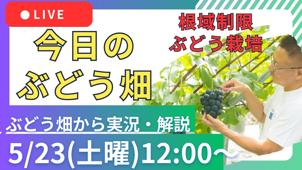 【根域制限ぶどう栽培】2026年5月23日(土曜)12時~【どなたでも参加OK】