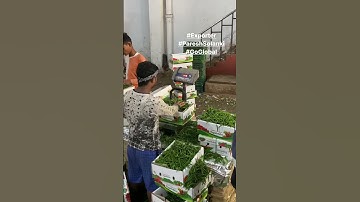 Live Green chilli packing for Export, Fresh fruit and vegetable Export #PareshSolanki #GoGlobal