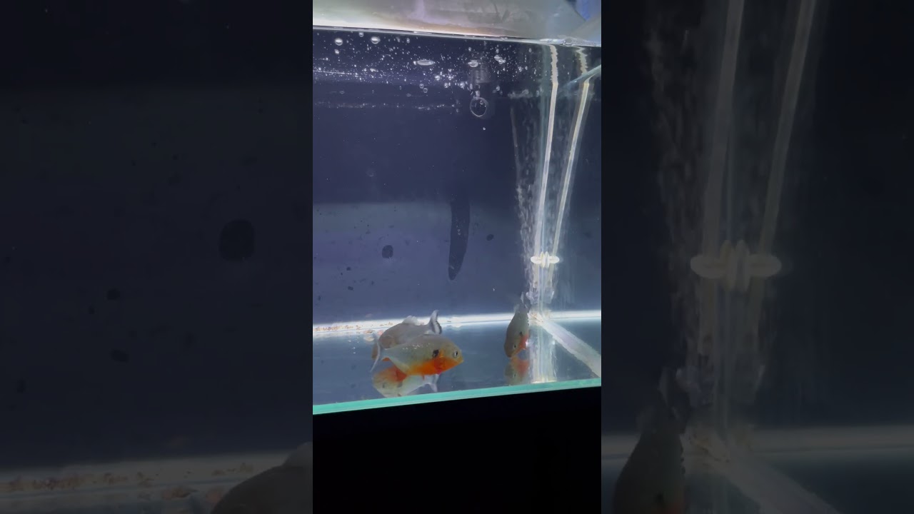 ピラニア（ノタータス）に近づくと寄ってくるようになりました