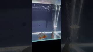 ピラニア（ノタータス）に近づくと寄ってくるようになりました