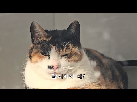 옆 집 고양이는 말도 한다는데
