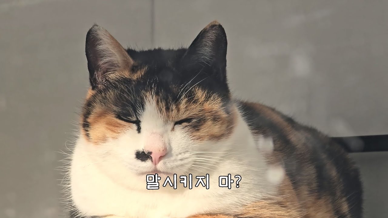 옆 집 고양이는 말도 한다는데