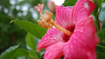 الشيخ محمد القصطالي سورة التكاثر Belle récitation du Coran Sourat At Takathor