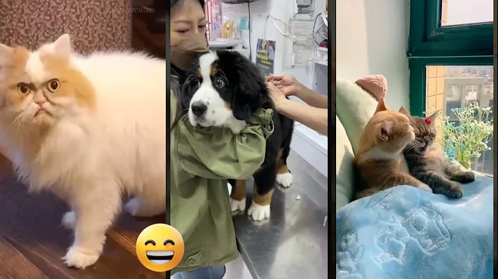 Watch the video about Funny Cat 😸 Cat videos Compilation 😻 #catsworld Episode 9931