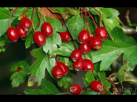 Боярышник. Народные рецепты лечения.