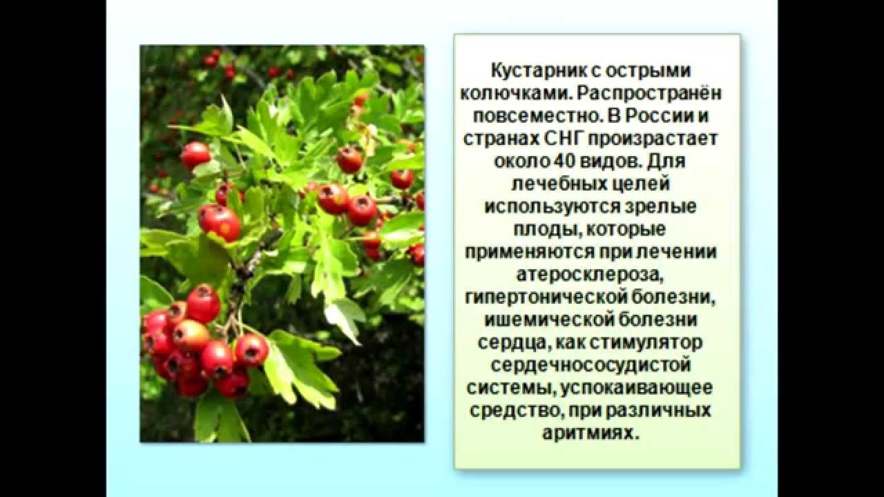 Ягода Боярышника Применение Фото