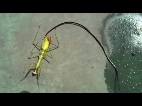 documental sobre gusanos parásitos humanos