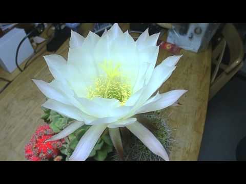 Cactus Blooming Time Lapse