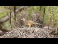 Fawn-breasted Bowerbird in Iron Range (Australia), filmed in HD by C.N.Zdenek