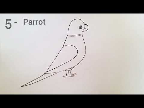 how to parrot