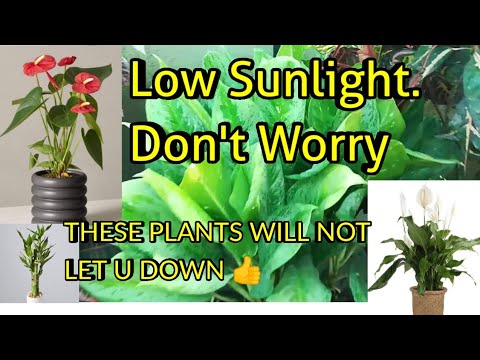 रंगीन और खूबसूरत पौधे जिन्हें कम रोशनी और पानी की जरूरत होगी Low Sunlight  Plant