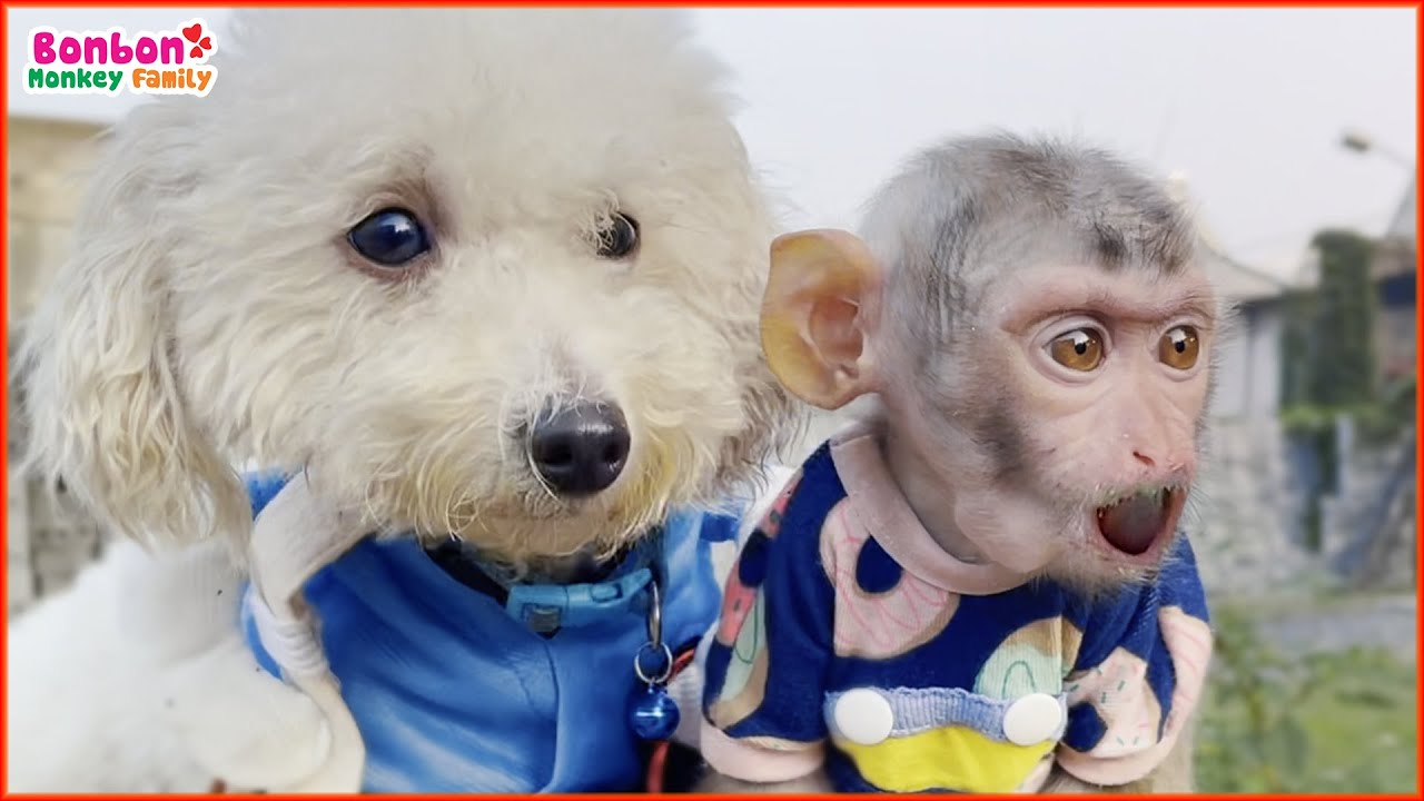 Обезьянка BonBon заботится о собаке