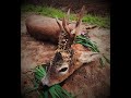 Roe buck hunting in romania 14 rehbock jagd in rumnien 14 jacht op reen in roemeni 14
