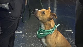 &#39;Chef Boyardee&#39; needs a home! | National Pet Week 2024