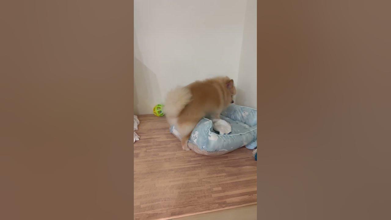 about-my-dog-youtube