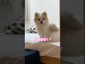 飛び出てきた#犬 #pomeranian #多頭飼い