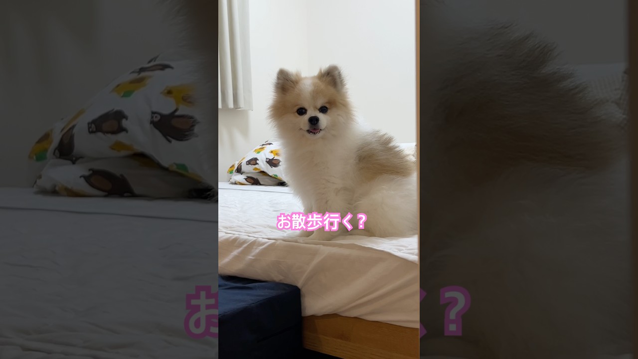 飛び出てきた#犬 #pomeranian #多頭飼い