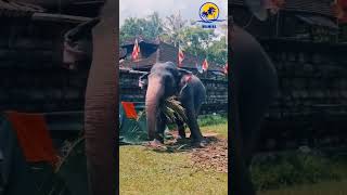 පෙරහැරට ලෑස්ති වෙනවා මචං |🐘 Elephants before Esala Perahera 🐘| #elephant #esalaperahera #srilanaka