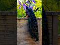 "Colors of Royalty: Peacock Album"#shorts