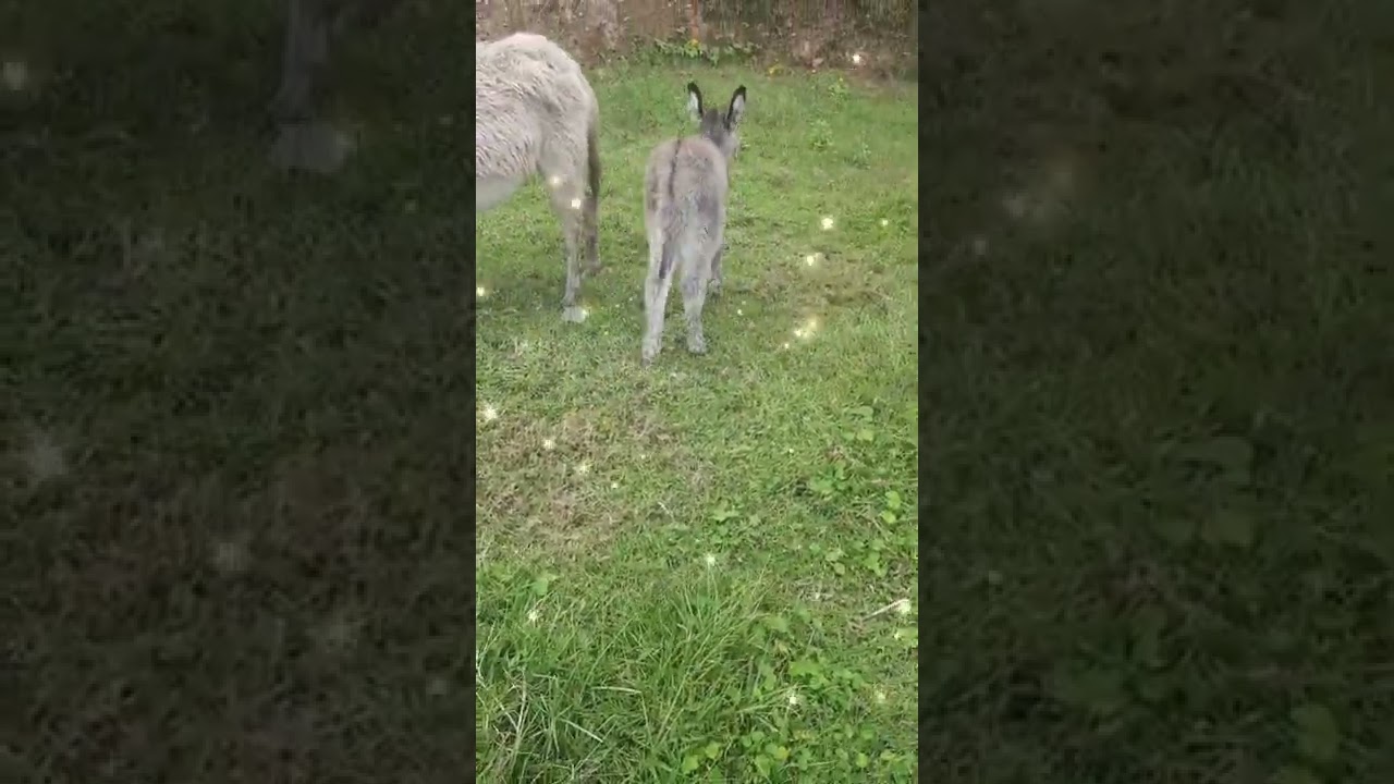 Un Burrito Chiquito🤨 YouTube