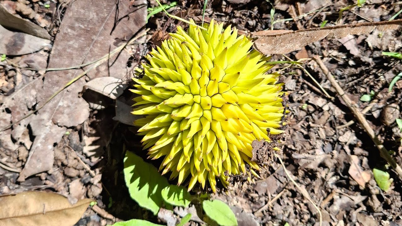 Durio kinabaluensis - foraging for rare endemic Durian in Borneo Mountains