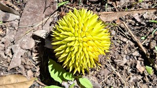 Durio kinabaluensis - foraging for rare endemic Durian in Borneo Mountains