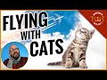 Cat Travel Tips: Airplane Edition