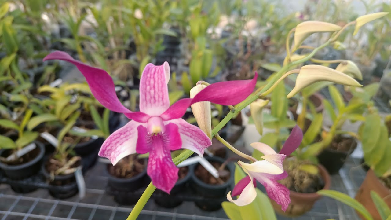 Dendrobium Caesar Strip Twist - YouTube