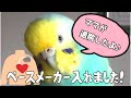 ペースメーカー入れました!洞不全症候群