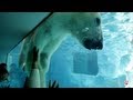 Polar Bear at Ueno Zoo