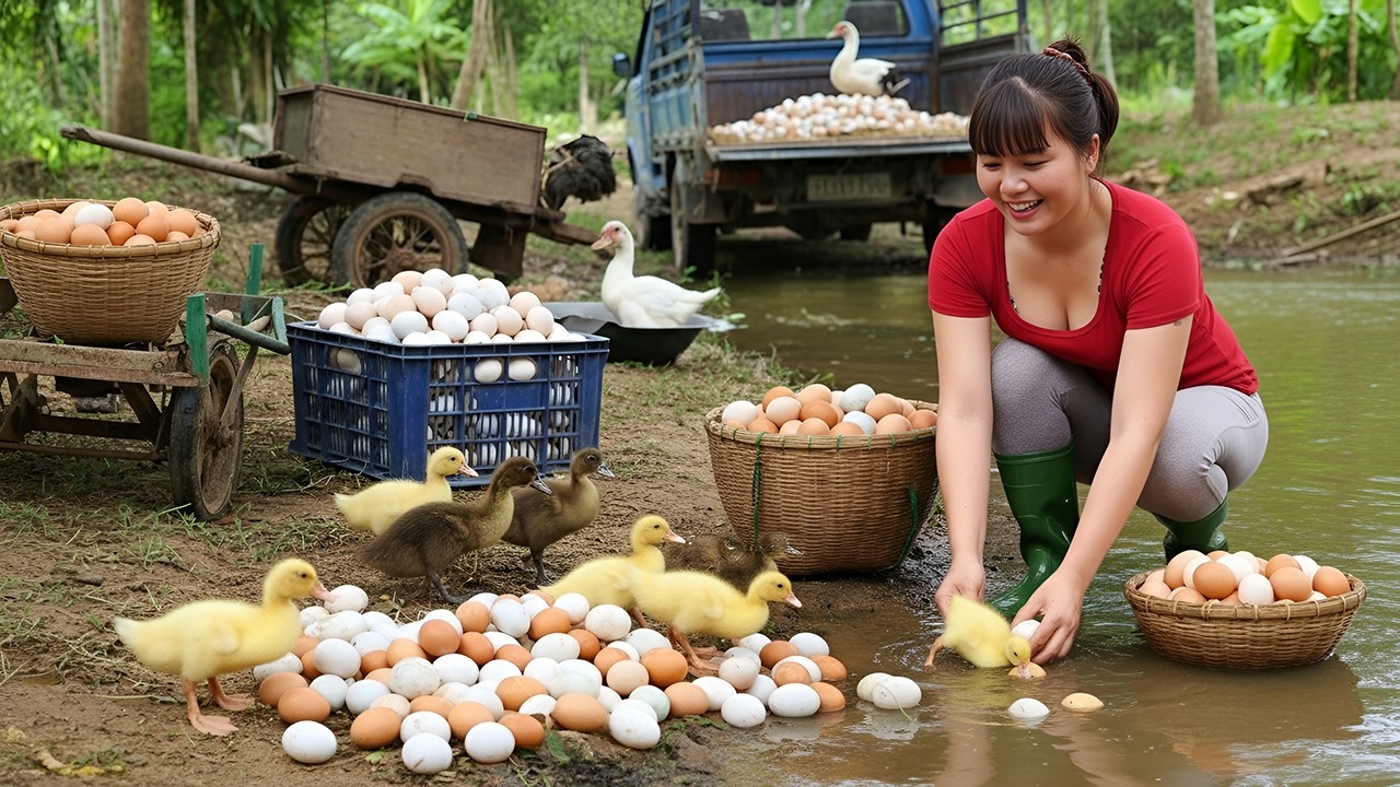 [TIMELAPSE] Harvest 1000+ Duck Eggs – Loading a Full Truck to Sell at Market