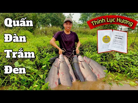 Câu Lục | Quấn Đàn Trắm Đen ở Hồ Câu Phương Bản