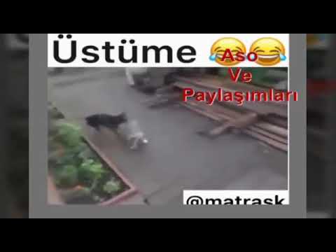 Aso ve paylaşımları kürtçe komik video 👈🤣🤣 \