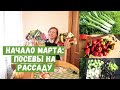 Что посеять на рассаду в начале марта / Полезные советы / И я опять не удержалась...