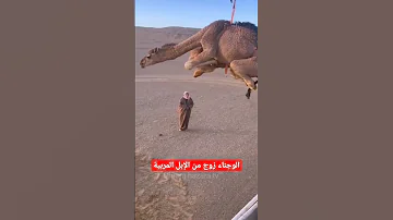 المنظر الرائع لتفريغ إبل سلالة الوجناء Shorts Camel Viral 