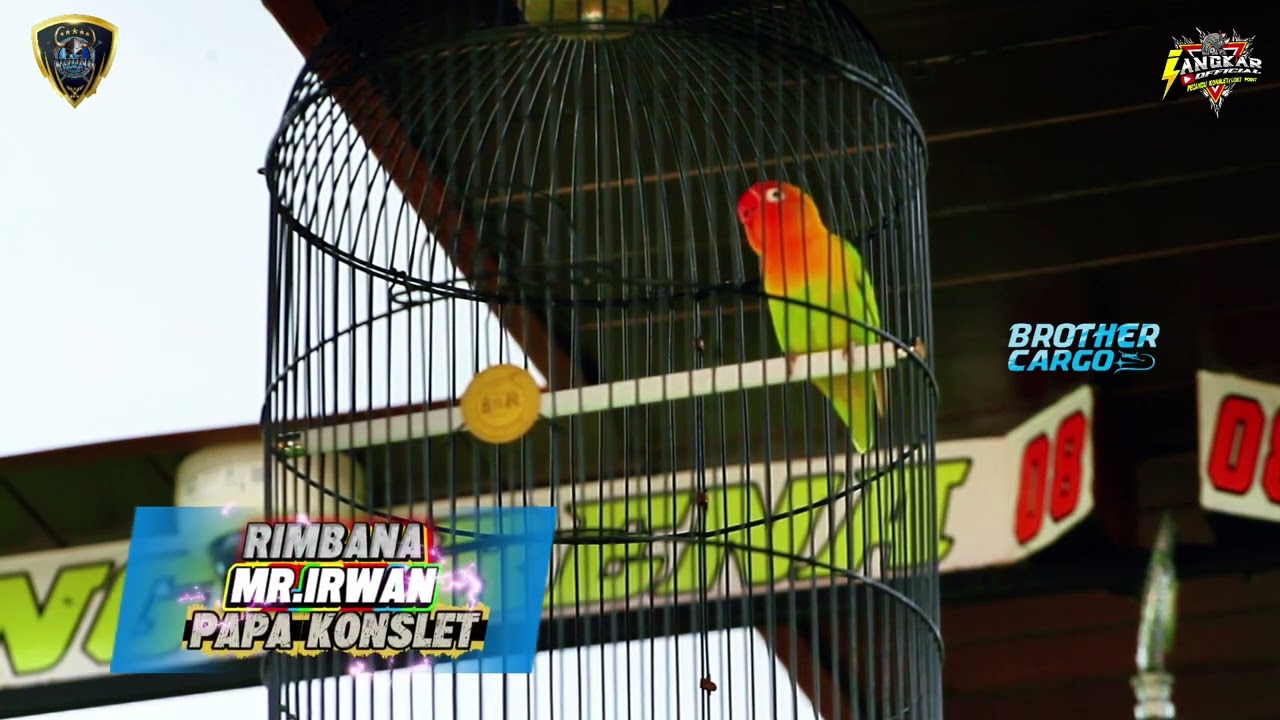 AKSI LOVEBIRD RIMBANA CONCER 4 MERAH DI VIKING ARENA BANDUNG