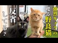 保護目前の大事件…翌日の野良猫が可愛すぎた!