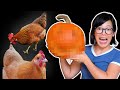 🎃 Can My Chickens Carve a Pumpkin? 🎃