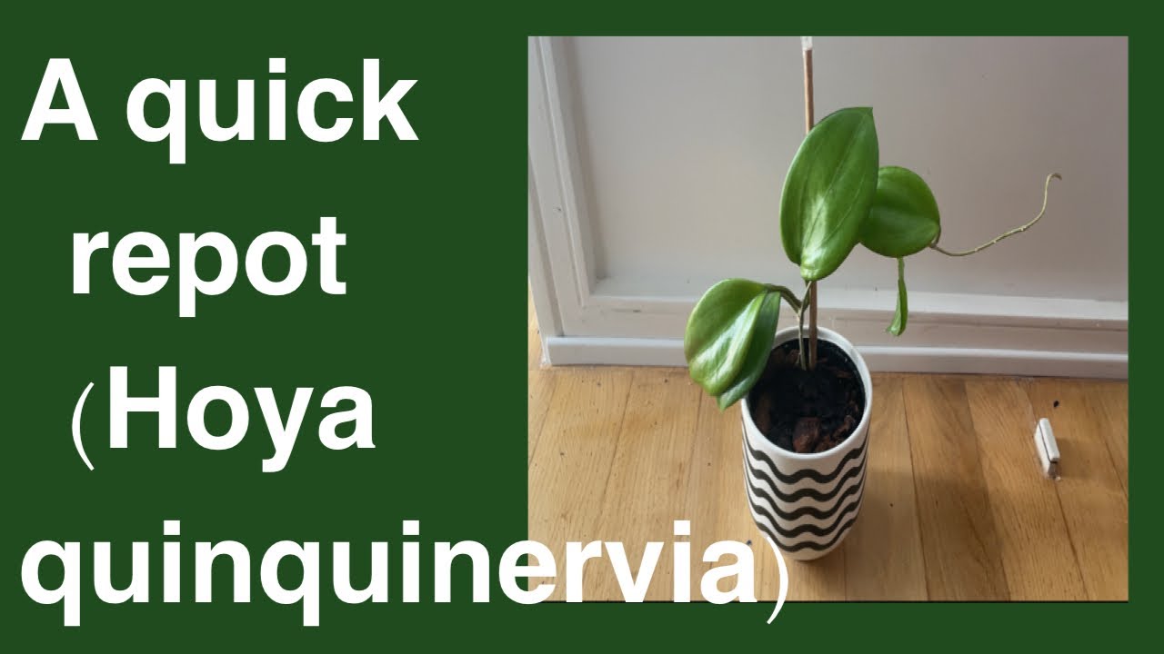 How to repot Hoya quinquinervia?(PlantswithTasmin ) YouTube