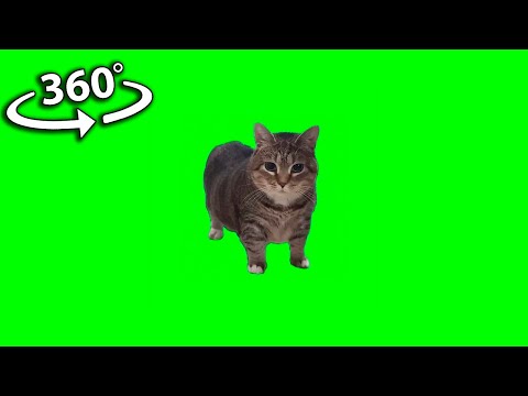 360º VR W&W - OIIA OIIA (Spinning Cat)