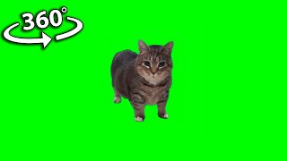 360º VR W&W - OIIA OIIA (Spinning Cat)