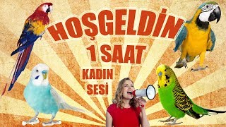 Hoşgeldin ses kaydı muhabbet kuşu ve papağan konuşturma hoşgeldin sesi