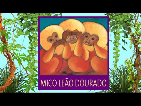 Bicho da Semana - 06 Mico-leão-dourado