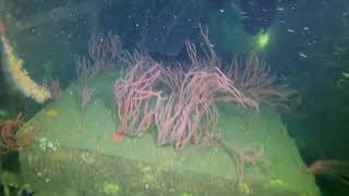 AshDiver85: HMCS Yukon Wreck Dive- Full Penetration