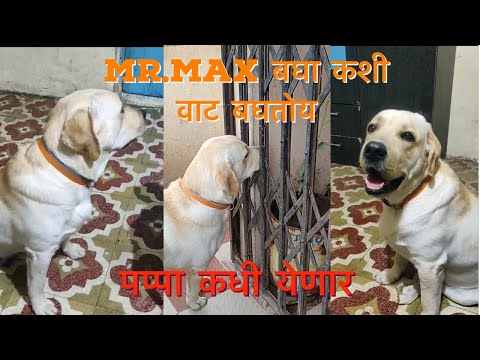 Mr.max बघा कशी पप्पाची वाट बघतो 😭