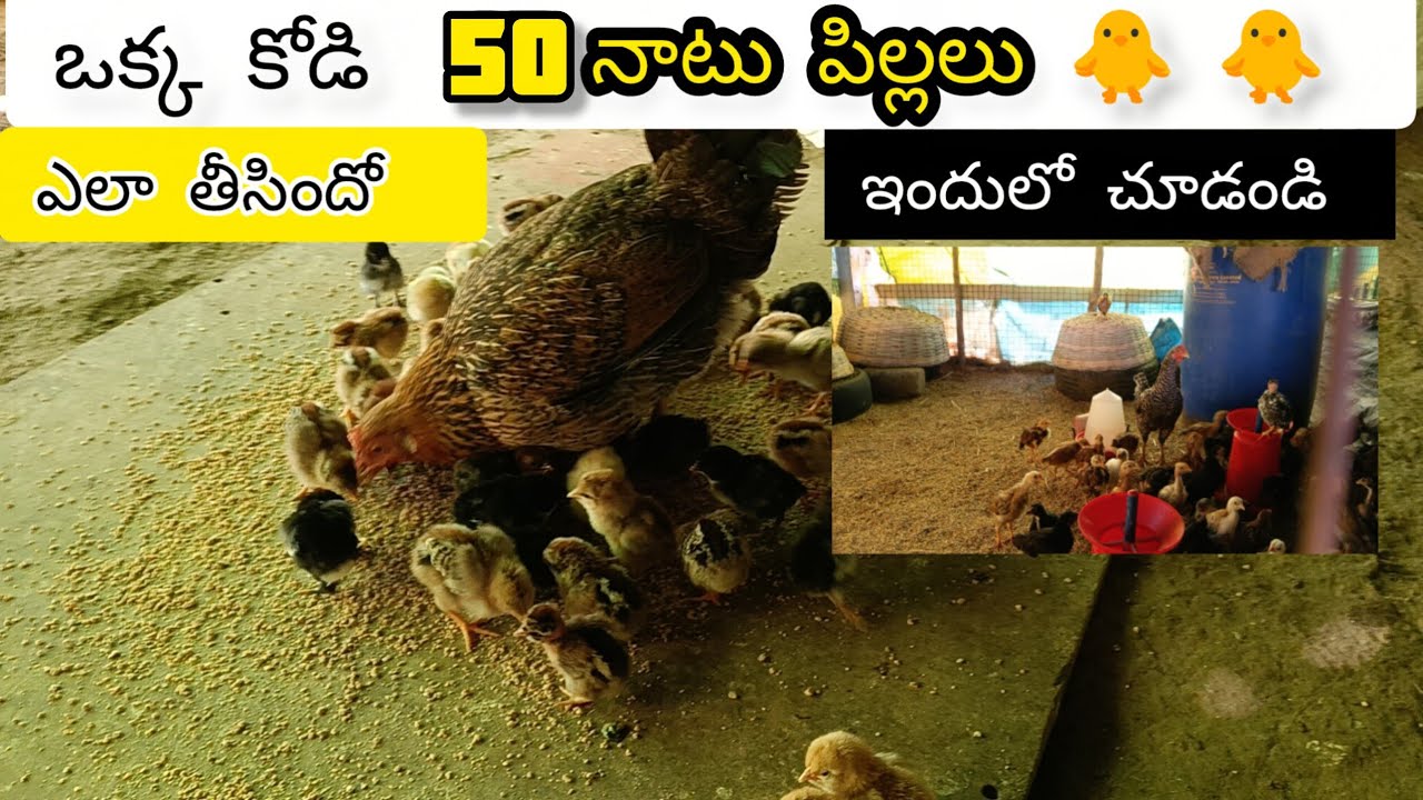 ఒక్క కోడి 50 నాటు పిల్లలు ఎలా తీసిందో   మీరే చేయండి  2026 తెలుగు వీడియో 