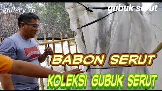 Koleksi bakalan bonsai gubuk serut